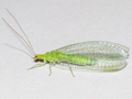 Apertochrysa prasina